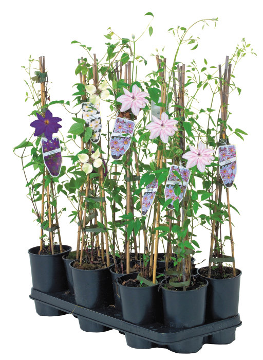 Clematis i 14 cm potte